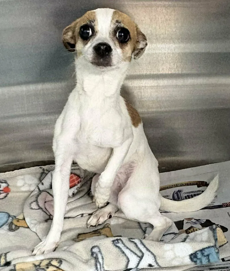 An adult small-sized female White / Cream Chihuahua dog named Peace for adoption in Newport, TN
