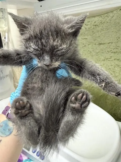 A baby small-sized female Domestic Short Hair cat named Fiona for adoption in Riverside, CA