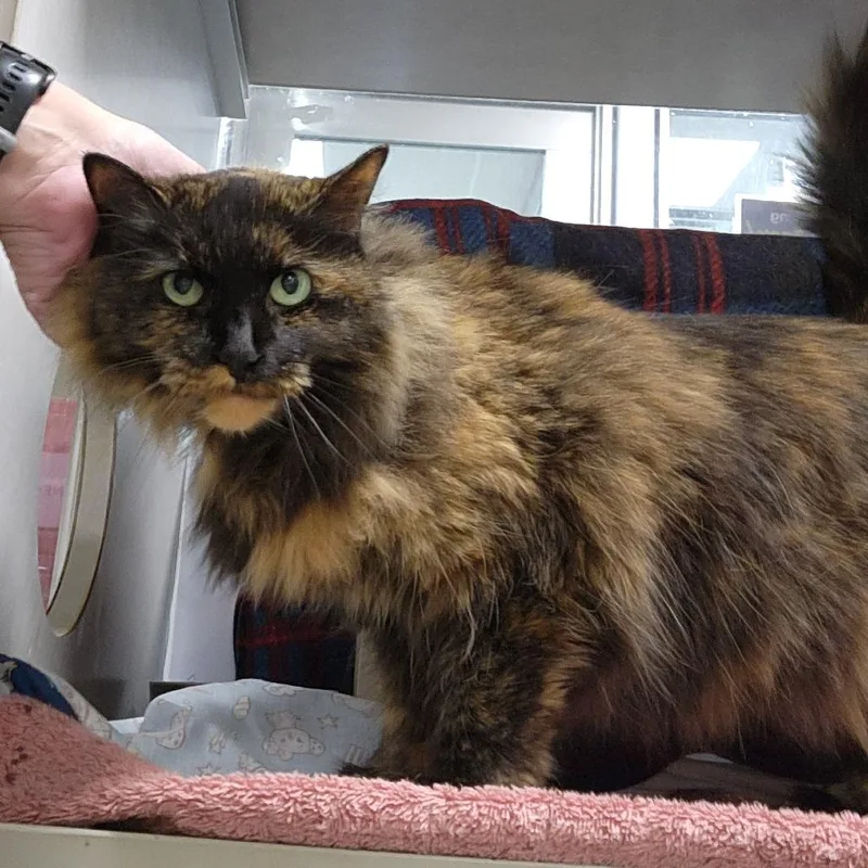 A senior medium-sized female Tortoiseshell Domestic Long Hair cat named Miko for adoption in Grand Rapids, MI
