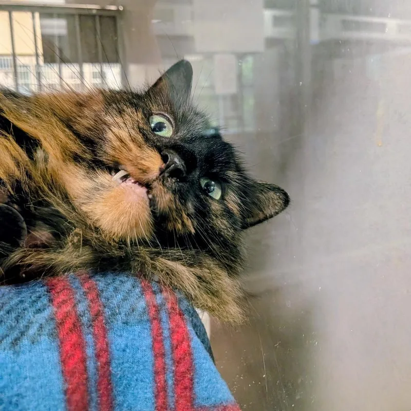 Miko thumbnail 3