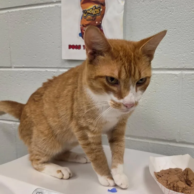 A young medium-sized male Orange / Red Domestic Short Hair cat named Mr. Biscuits for adoption in Chattanooga, TN