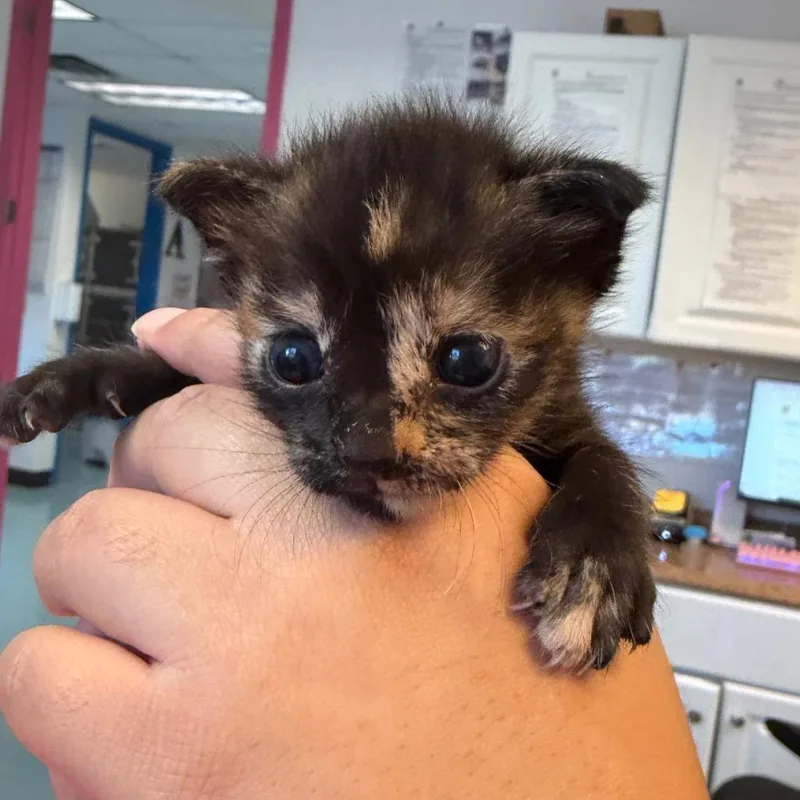 A baby small-sized female Black Domestic Short Hair cat named Diddleypop for adoption in Austin, TX