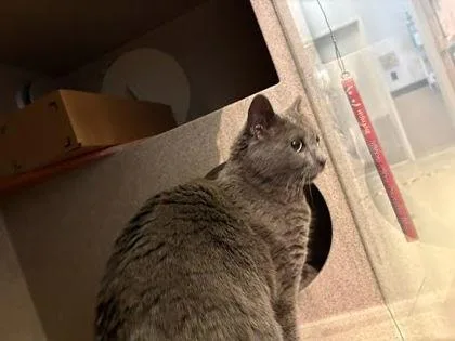 An adult medium-sized female Domestic Short Hair cat named Shimmy Shimmy Cocoa Puff for adoption in Washington, DC