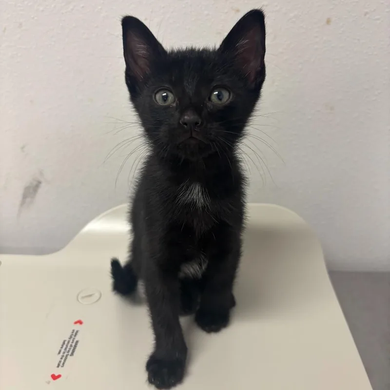 A baby small-sized female Black Domestic Short Hair cat named Basquiat for adoption in Edinburg, TX