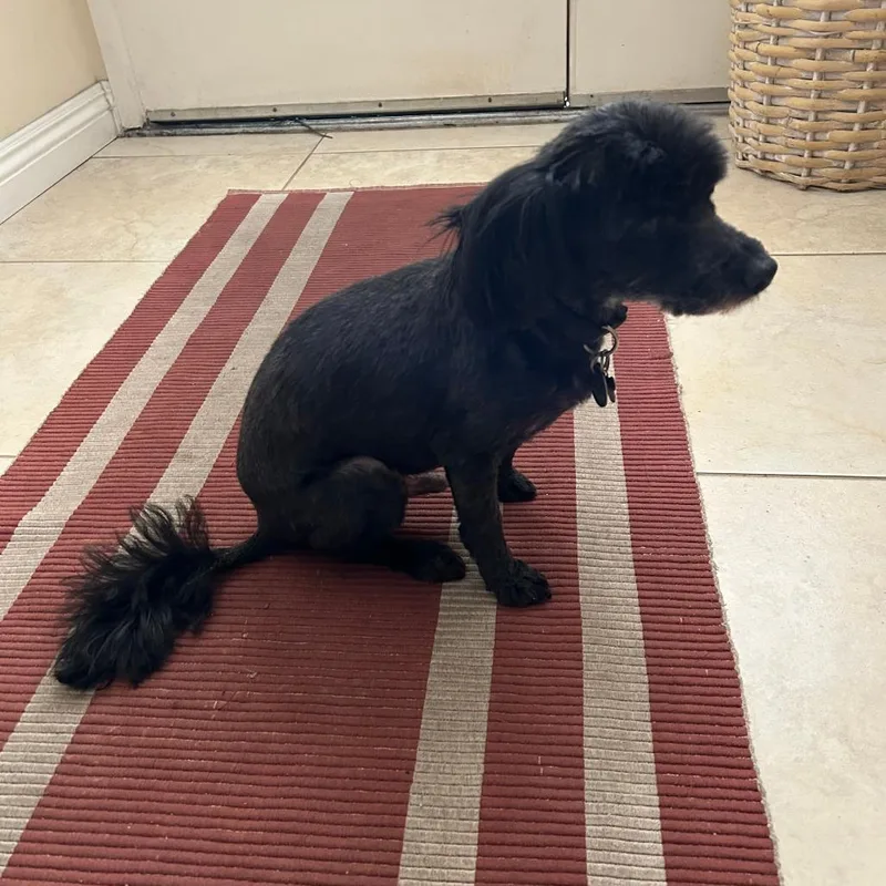 A senior small-sized male Black Havanese dog named Toto for adoption in Ramona, CA