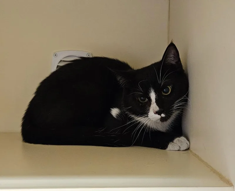 A young medium-sized male Domestic Short Hair cat named Working Cat: Scooter for adoption in Bloomington, IN