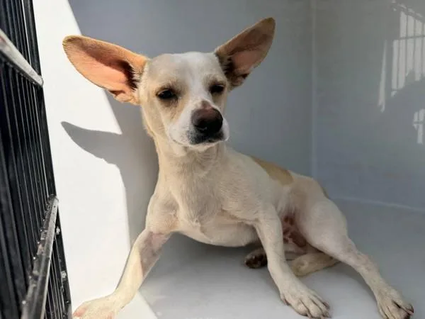An adult medium-sized male Rat Terrier dog named Pen C Butter for adoption in Lawrenceville, GA