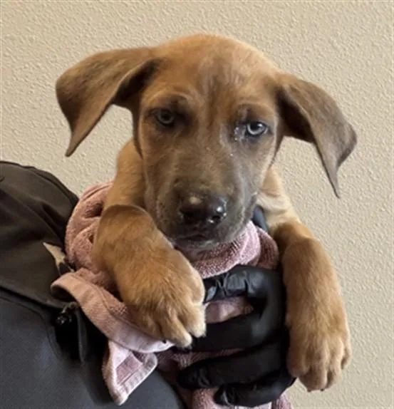 A baby large-sized male German Shepherd Dog dog named Cashew for adoption in Ontario, CA