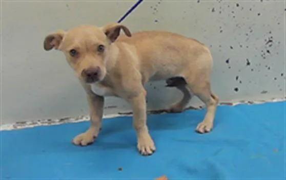 A baby small-sized male Dachshund dog named Rambo for adoption in Houston, TX