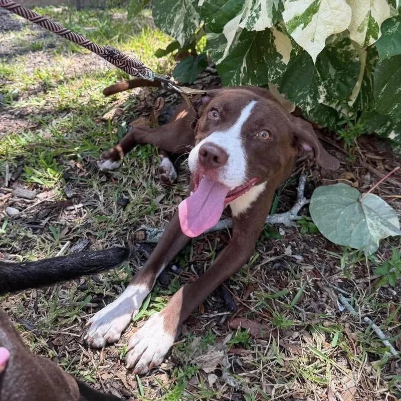 A young medium-sized male Red / Chestnut / Orange Boxer dog named Champ for adoption in Melbourne , FL