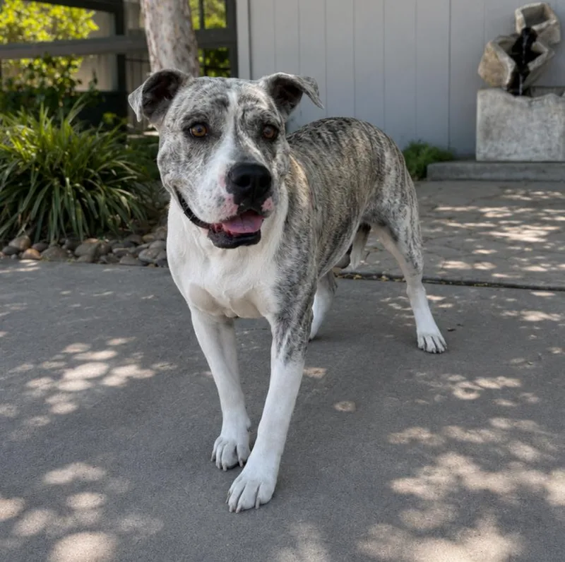 A young medium-sized female Brindle English Bulldog dog named Boba for adoption in Lathrop, CA