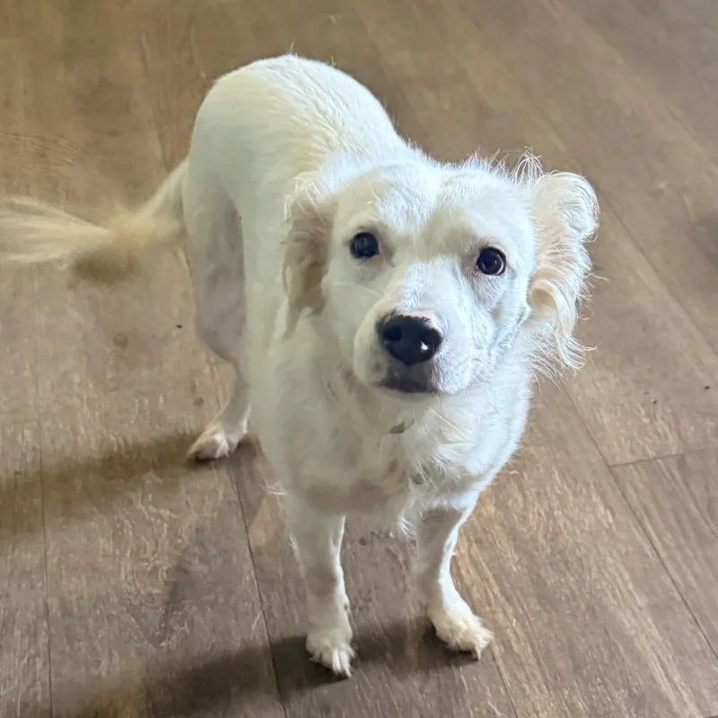An adult medium-sized female White / Cream Spitz dog named Trevi for adoption in Ferndale, MI