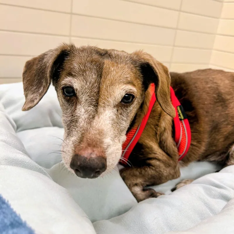 A senior small-sized female Brown / Chocolate Dachshund dog named Fang for adoption in San Francisco, CA