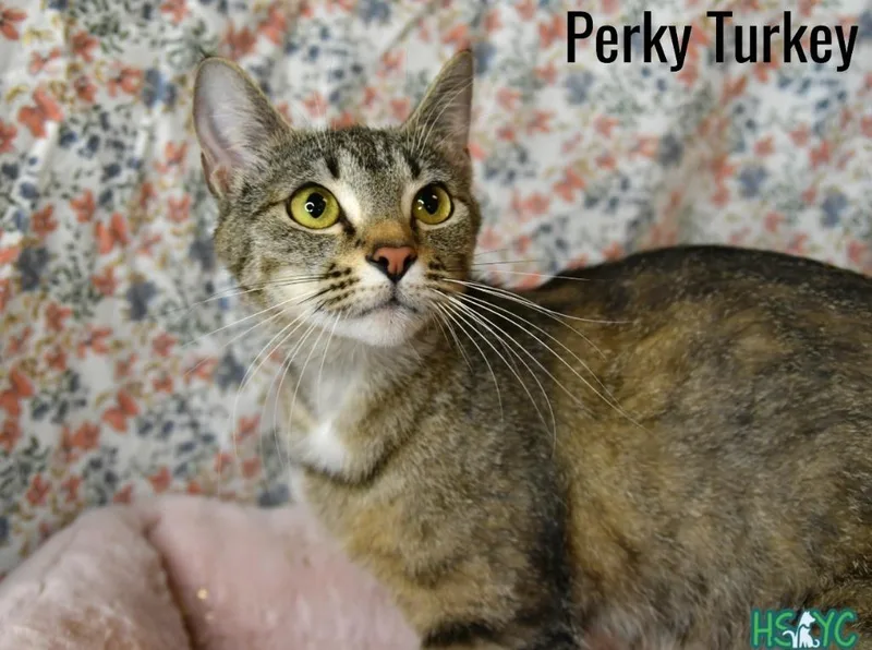 Perky Turkey thumbnail 2