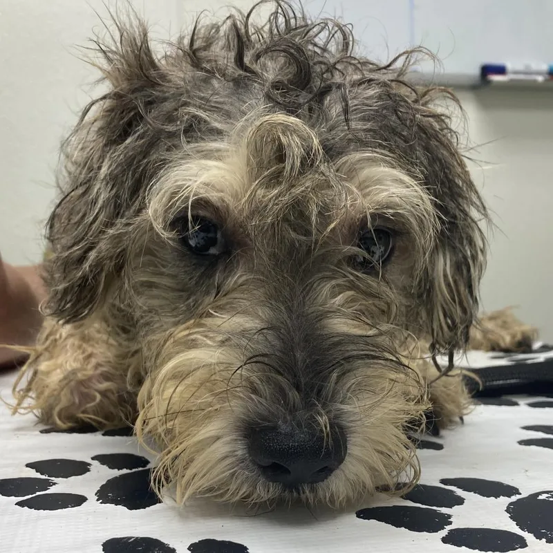 An adult small-sized male Brown / Chocolate Poodle dog named Lucky for adoption in Harrisonburg, VA