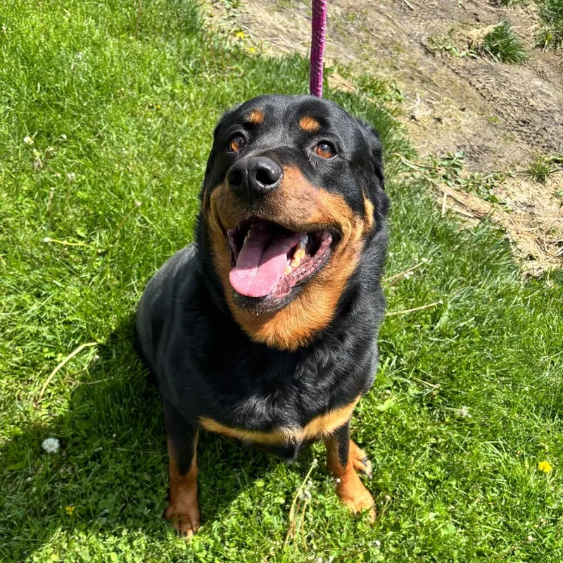 An adult extra large-sized male Black Rottweiler dog named Hoss for adoption in Council Bluffs, IA