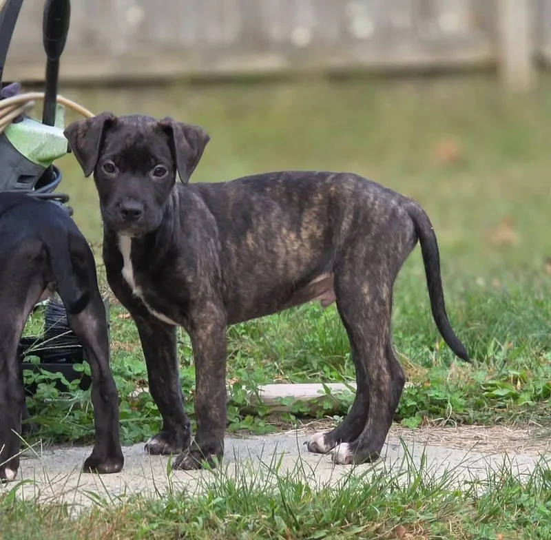 A baby large-sized male Terrier dog named Litter for adoption in Berlin, NJ