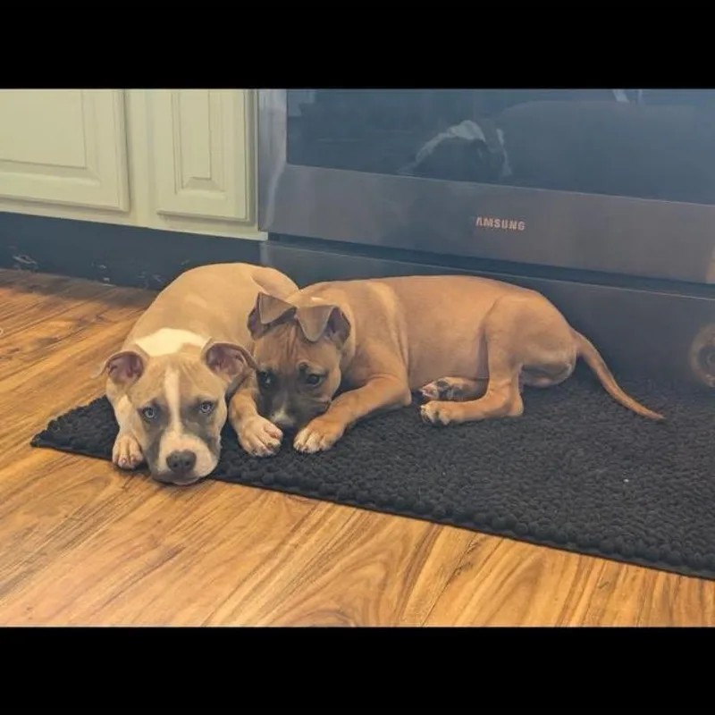 A baby medium-sized male American Staffordshire Terrier dog named Zion for adoption in Philadelphia, PA