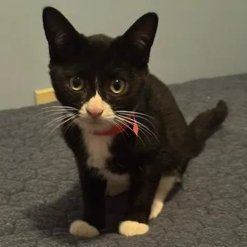 A baby medium-sized female Black & White / Tuxedo Domestic Short Hair cat named Bageera for adoption in Minneapolis, MN