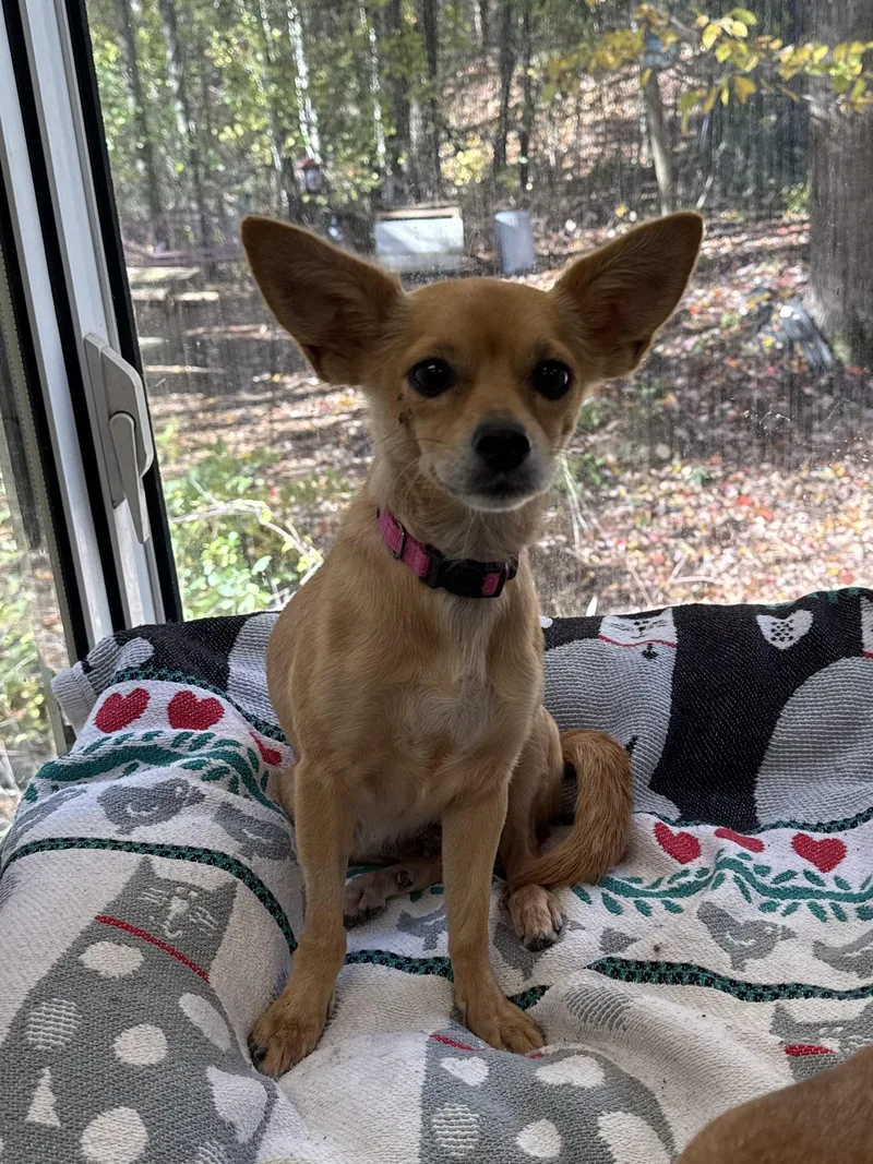 An adult small-sized female Yellow / Tan / Blond / Fawn Chihuahua dog named Amara for adoption in Sudbury, MA