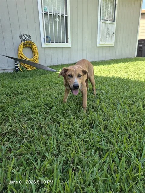 A young medium-sized male Terrier dog named Killian for adoption in San Antonio, TX