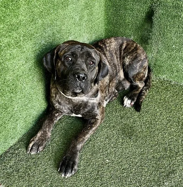 A young extra large-sized female Cane Corso dog named Espresso for adoption in Lancaster, CA