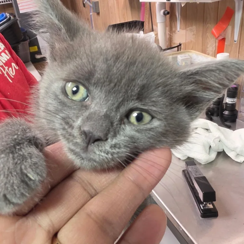 A baby small-sized female Gray / Blue / Silver Domestic Short Hair cat named Baby Blue for adoption in Leander, TX