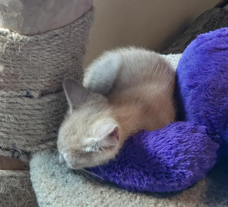 A baby small-sized male Buff / Tan / Fawn Domestic Short Hair cat named Ritchie for adoption in Mineral Point, WI