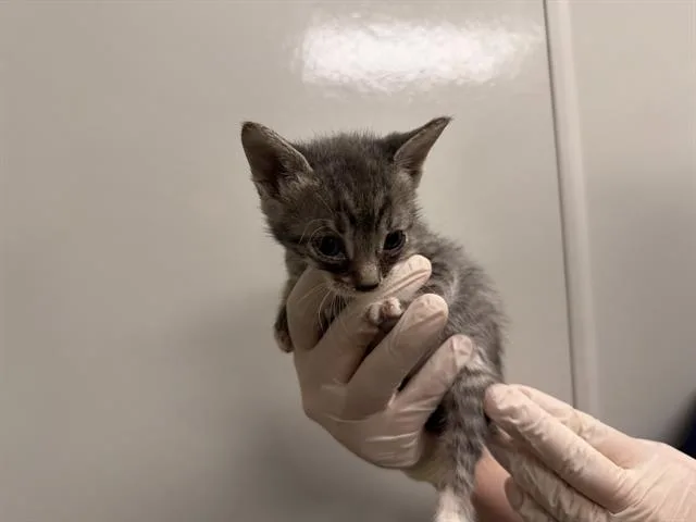 A baby small-sized female Domestic Short Hair cat named Stefanie for adoption in Ontario, CA