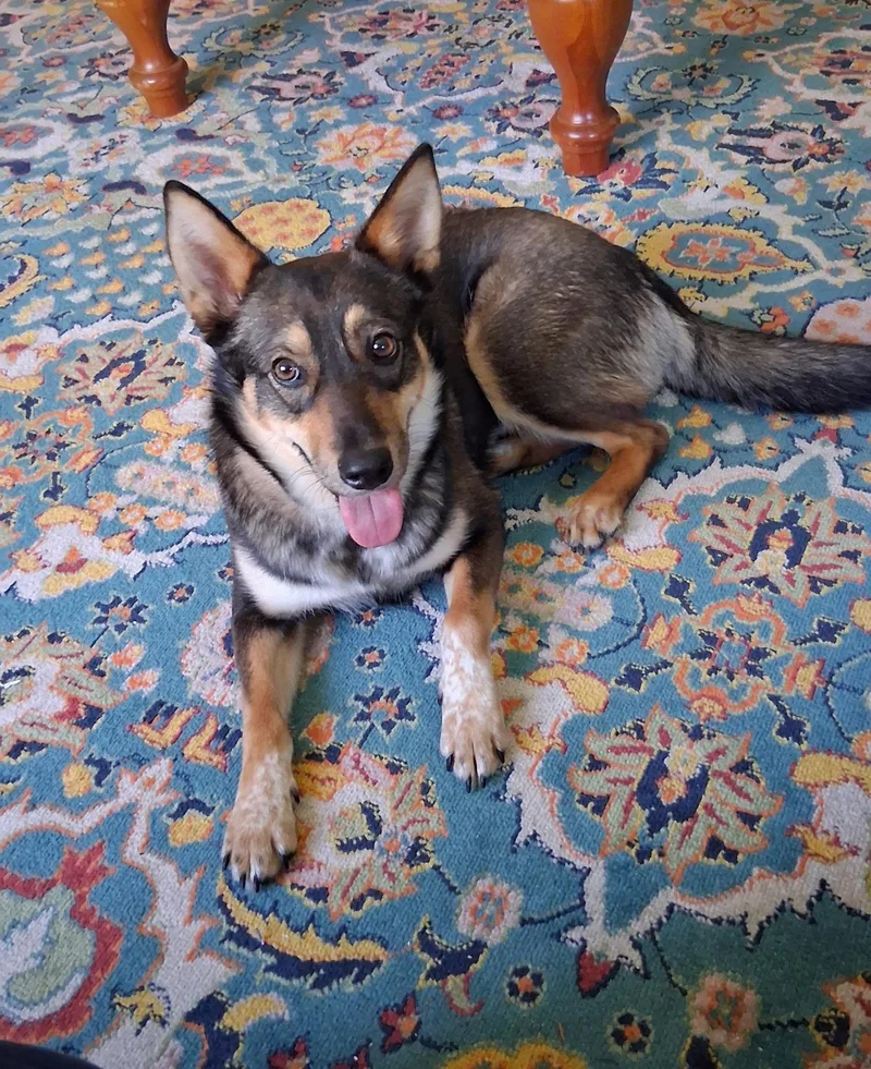 Cinnamon thumbnail 2