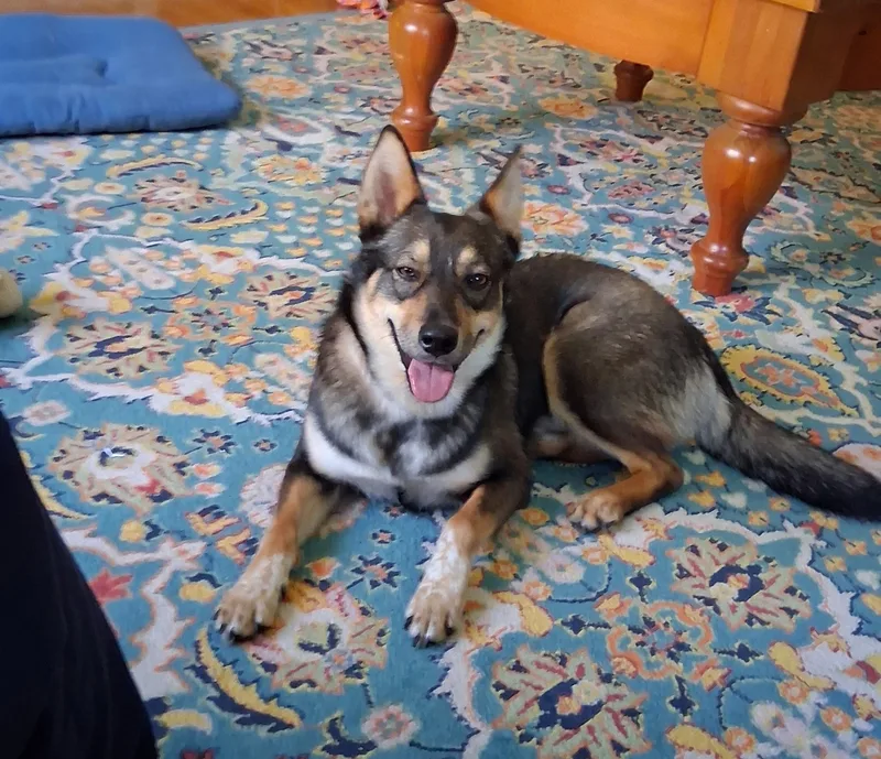 Cinnamon thumbnail 3