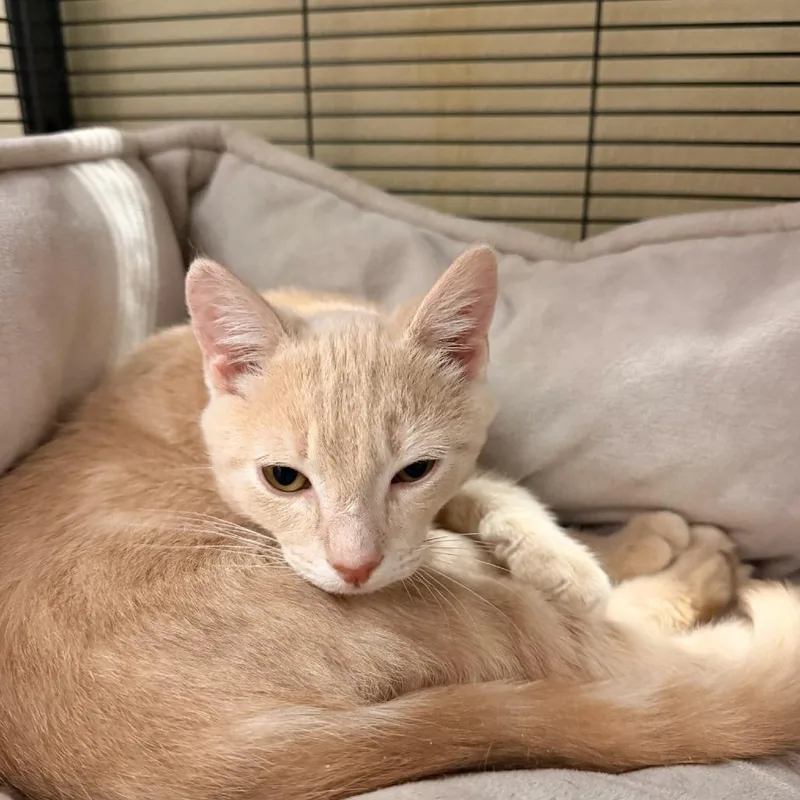 A baby small-sized male Orange / Red Domestic Short Hair cat named Yoshi for adoption in Point Richmond, CA