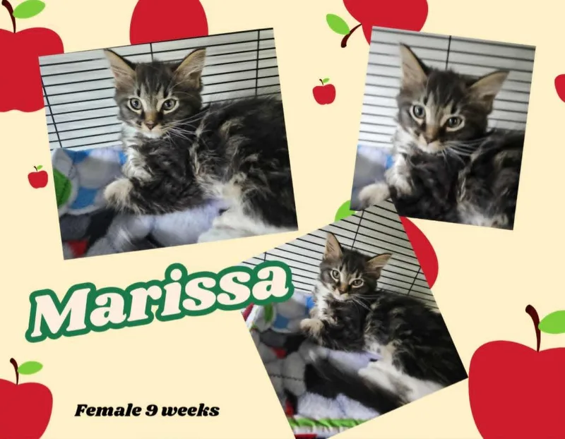 Marissa