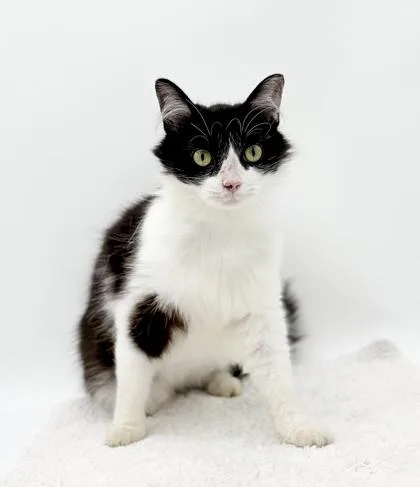 Sylvester