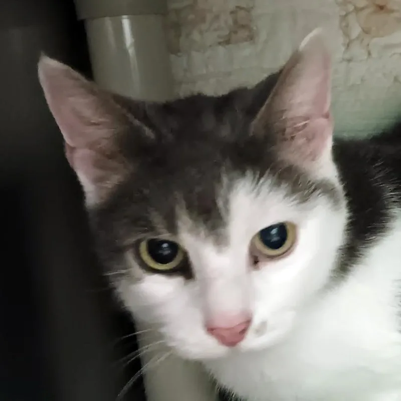 A young medium-sized male Domestic Short Hair cat named Fili for adoption in Olean, NY