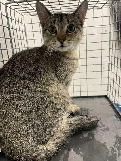 An adult medium-sized female Domestic Short Hair cat named Cleo for adoption in Sevierville, TN