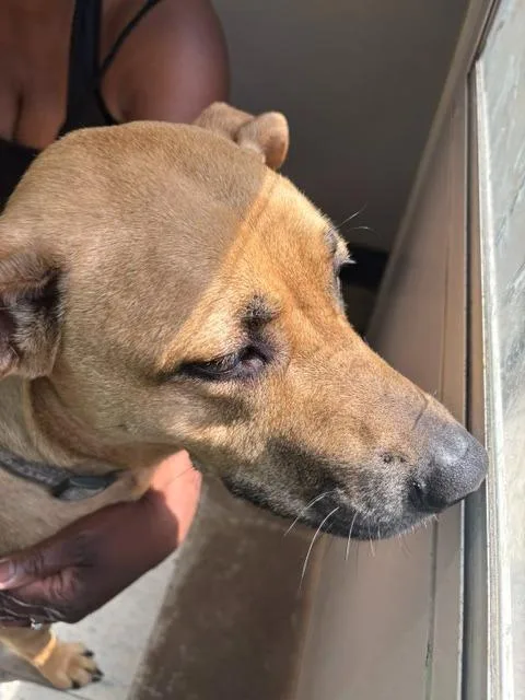 Hazel