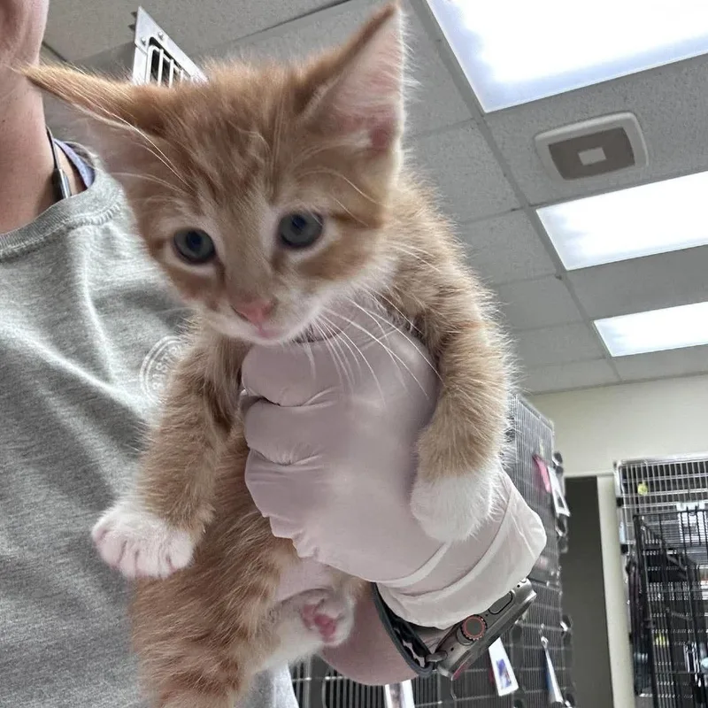 A baby small-sized male Domestic Short Hair cat named Crisp for adoption in Bastrop, TX