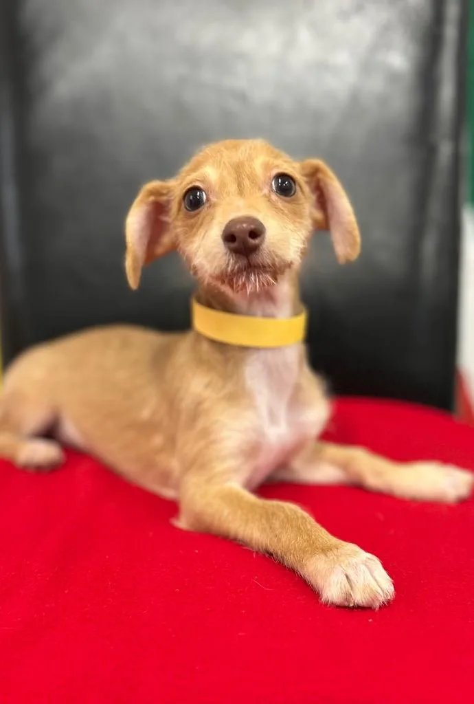 A baby small-sized female Mixed Breed dog named Rhanda for adoption in Thousand Oaks, CA