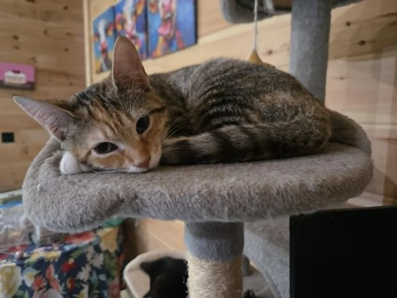 A young small-sized female Tabby (Buff / Tan / Fawn) Domestic Short Hair cat named Dory for adoption in Logan, OH