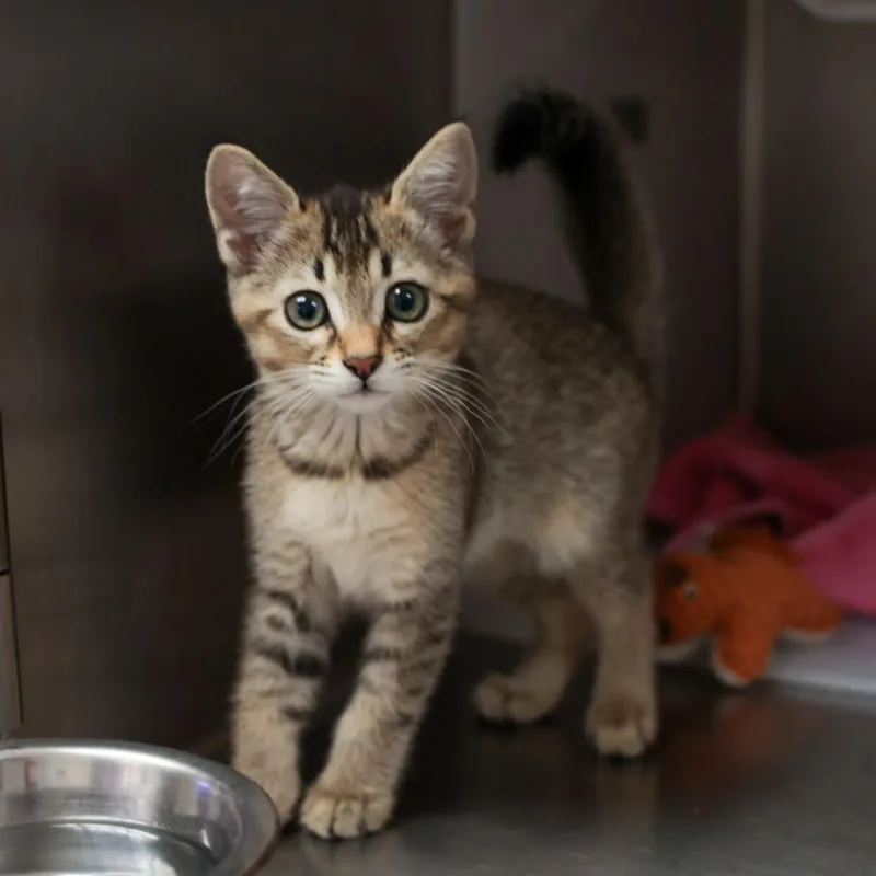 A baby small-sized female Brown / Chocolate Domestic Short Hair cat named Cortana for adoption in Santa Barbara, CA
