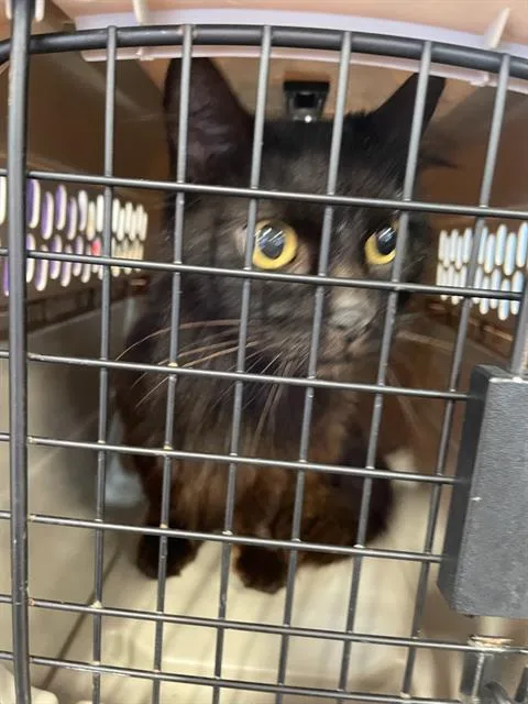 A senior large-sized female Domestic Short Hair cat named Sybil for adoption in Palmetto, FL