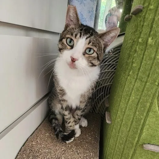 Franklin thumbnail 3