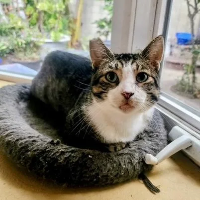 Franklin thumbnail 4