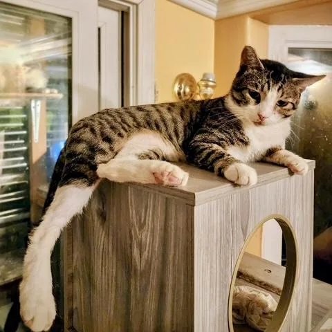 Franklin thumbnail 6