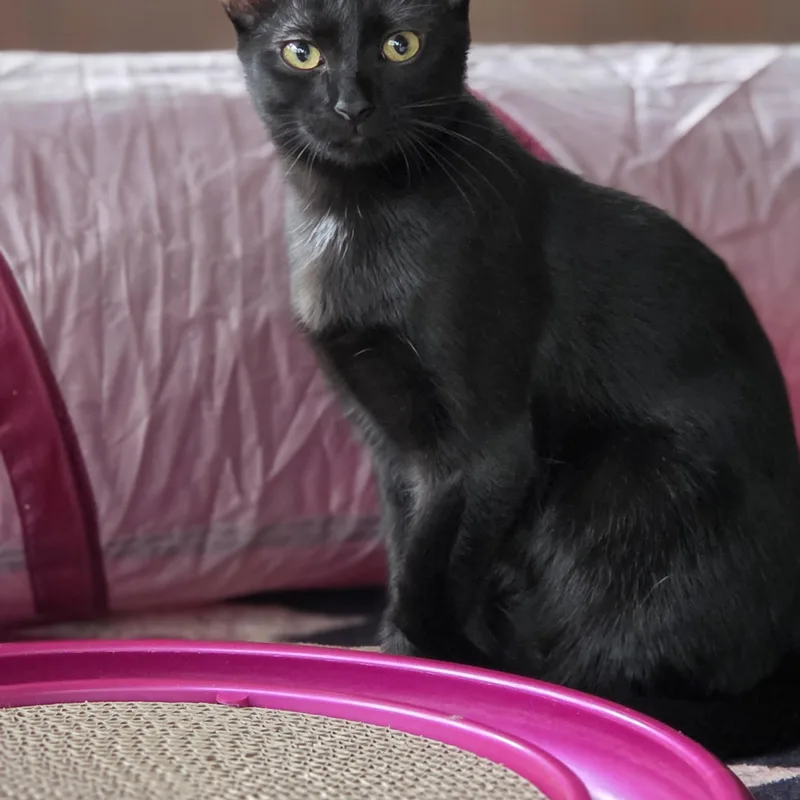 A baby large-sized female Domestic Short Hair cat named Olive for adoption in Medford, WI