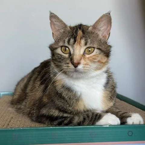An adult medium-sized female Torbie Domestic Short Hair cat named Pepper for adoption in Fargo, ND