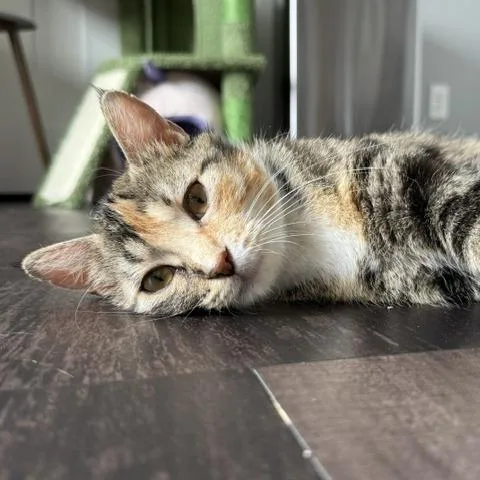 Pepper thumbnail 4