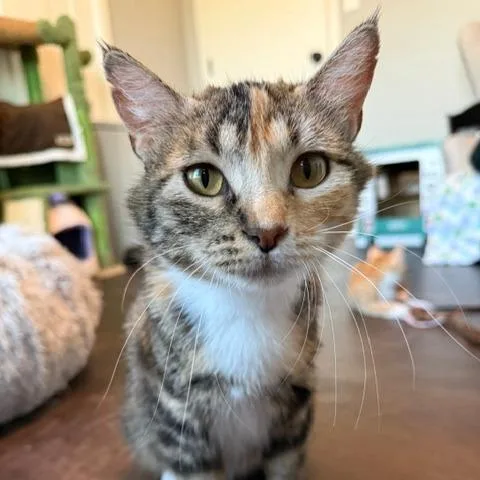 Pepper thumbnail 5