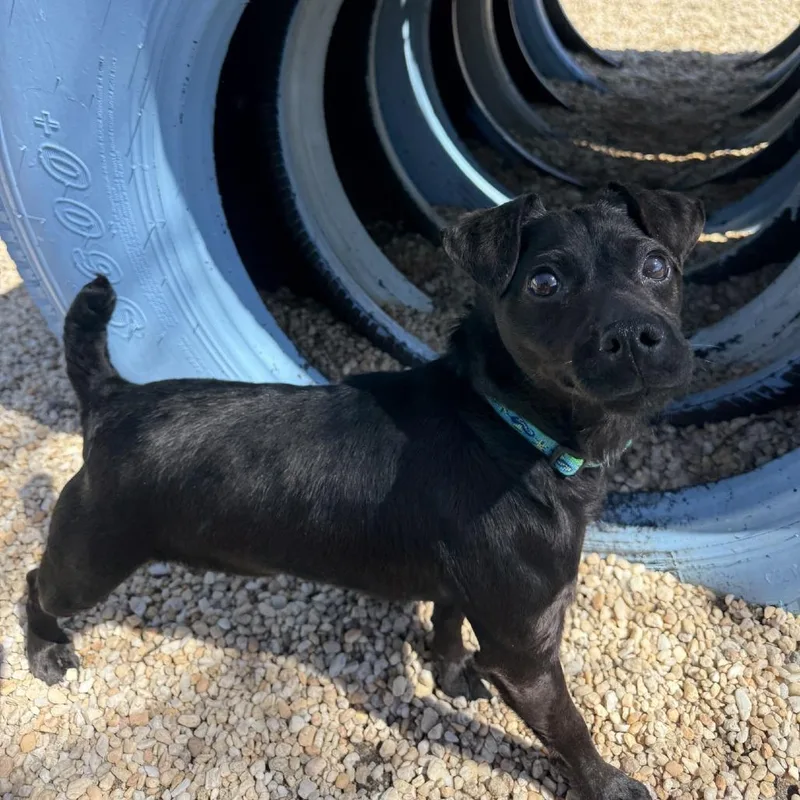 An adult small-sized female Black Terrier dog named Mouse for adoption in Ridgely, MD